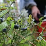 Пинские пограничники наловили ягодников и рыбака из Украины