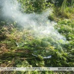 В Пинске посевы конопли были выявлены прямо в центре города