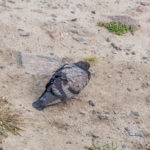 Что за массовый мор голубей в Пинске? ФОТО