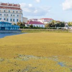 В Пинске «зацвела» река. ФОТО