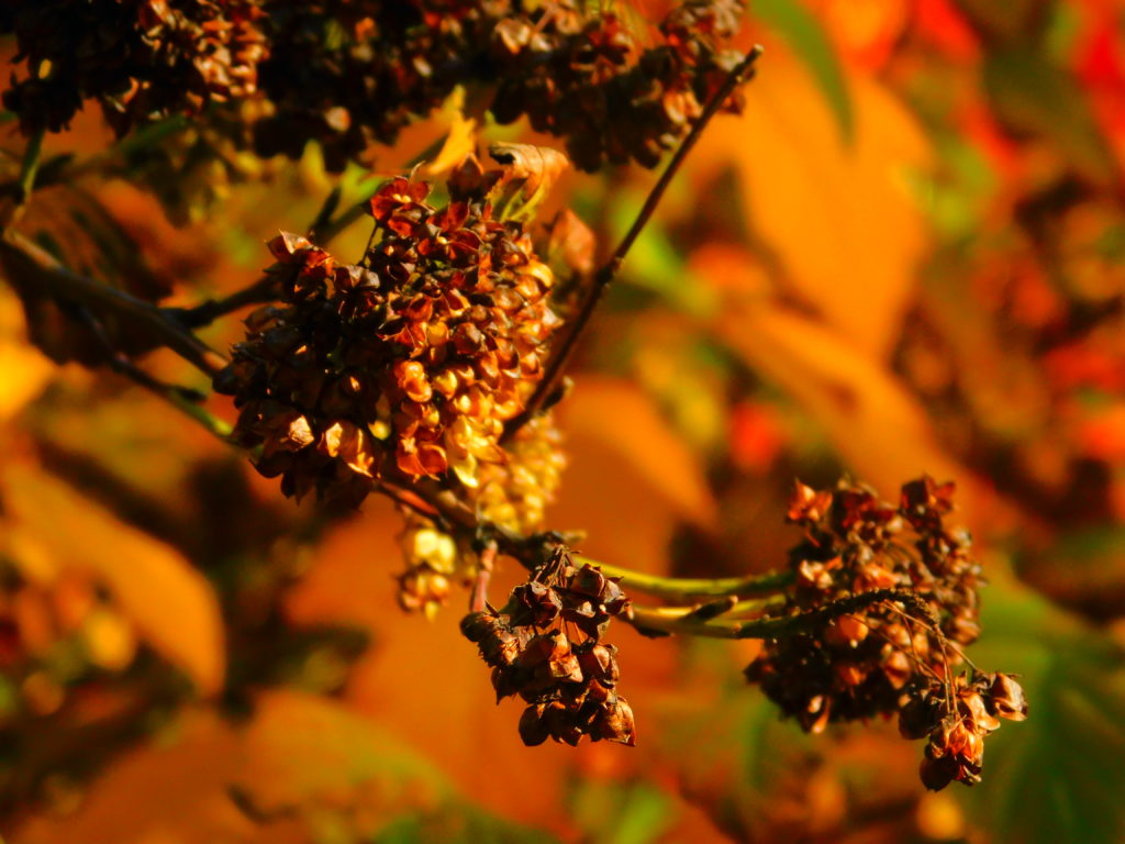 Золотая осень в Пинске