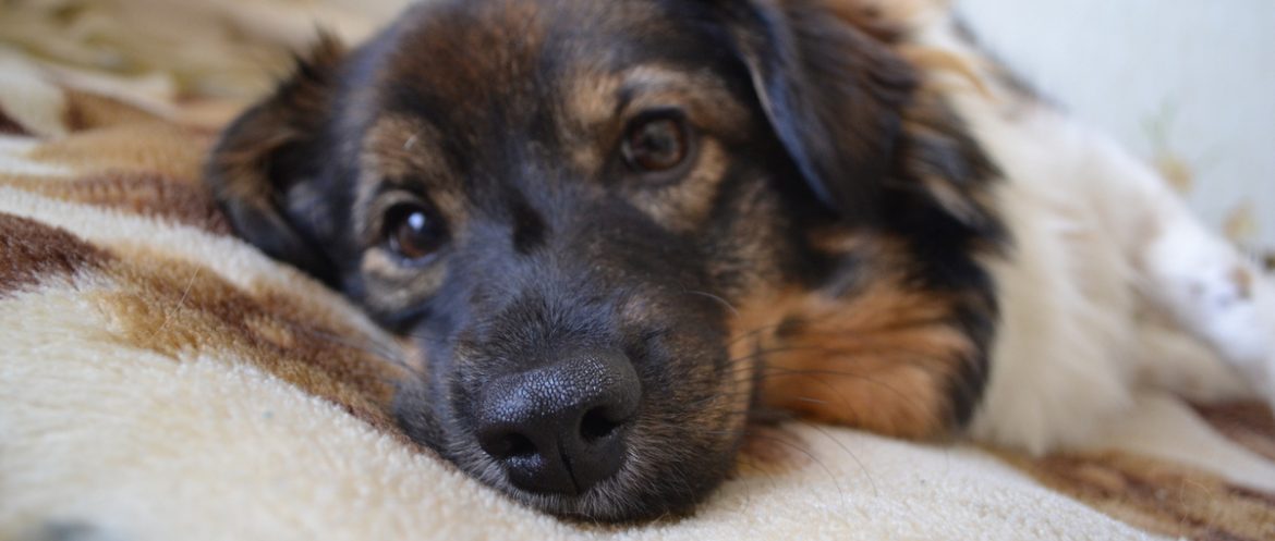 Налоговая: Хочешь продать щенка – пиши заявление Налоговая: Хочешь продать щенка – пиши заявление