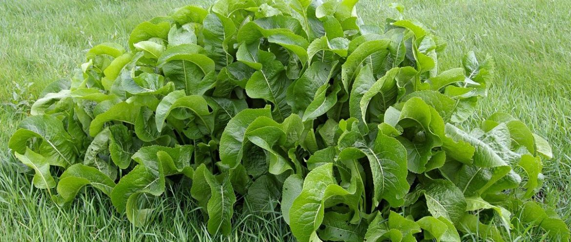 На что способен хрен: Все о том, как хранить и использовать растение