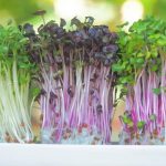 ТОП-4 способа выращивания микрозелени