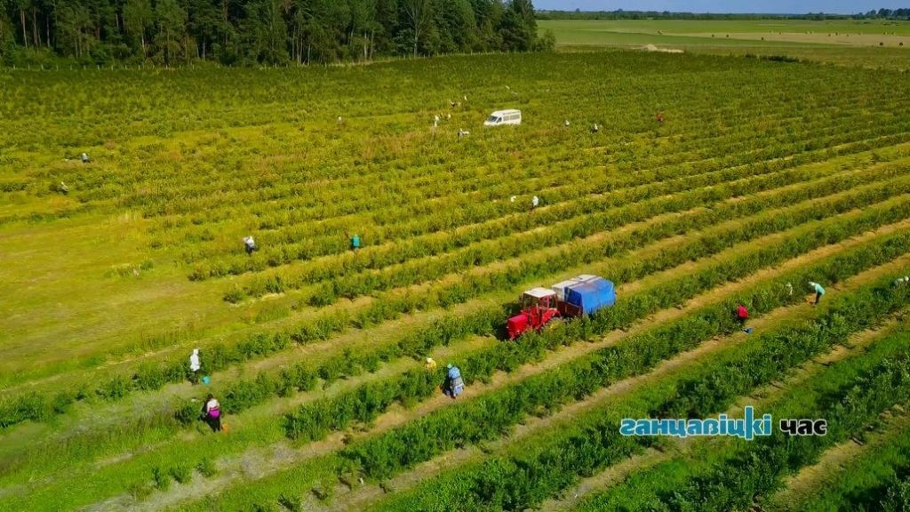 В Пинске и районе большим спросом пользуется вакансия для сезонных рабочих