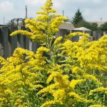 На Пинщине усилят борьбу с золотарником