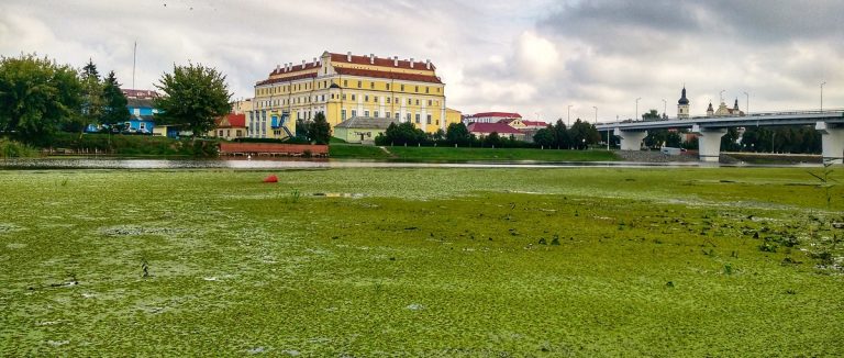 В реке в Пинске обнаружен мор 500 особей рыбы