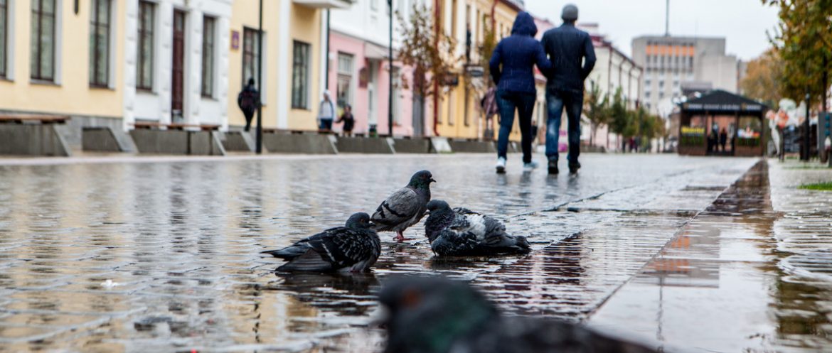 Как провести выходные 31 октября и 1 ноября? Как провести выходные 31 октября и 1 ноября?