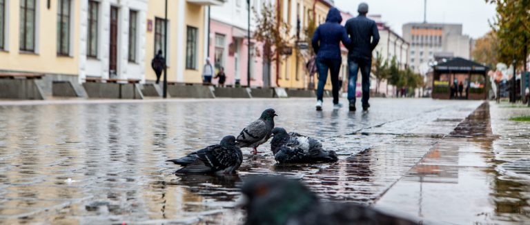 Как провести выходные в Пинске 14 и 15 ноября?
