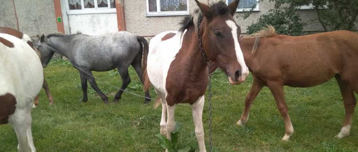 Фотофакат: Лошади из соседнего поселка приходят в Пинск полакомиться яблоками