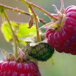 Осенний уход и посадка новых саженцев малины Осенний уход и посадка новых саженцев малины