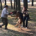 Женщина-кинолог, которая ставит на охрану собак и имеет собаку-терапевта живёт в Пинске