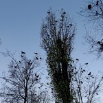 Почему галки кочуют по Пинску