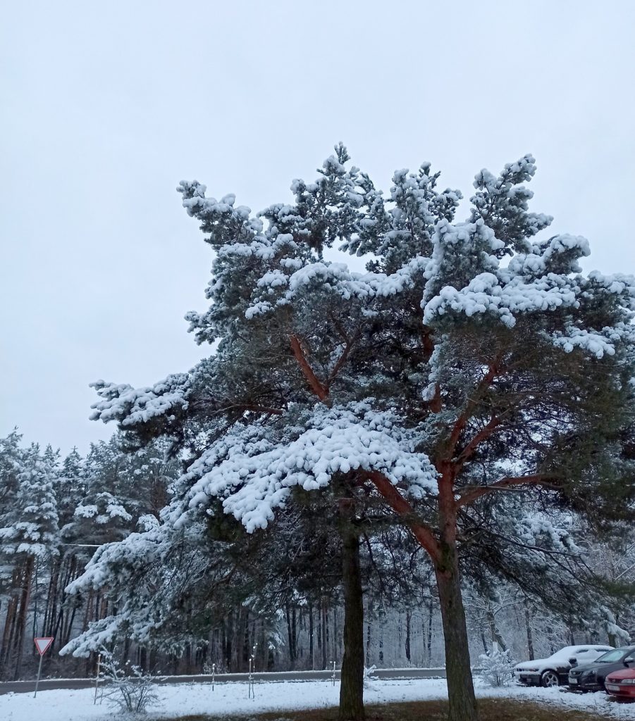 Первый снег на Пинщине. Фотофакт Первый снег на Пинщине. Фотофакт