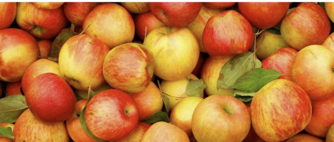 Цены на яблоки у оптовиков выше, чем на пинском рынке Цены на яблоки у оптовиков выше, чем на пинском рынке