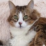 Обожает хурму и держит в узде собак