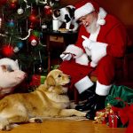 Конкурс: Новый год в мире животных