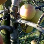 Яблоки на снегу, или как пинчанки зарабатывают на жизнь