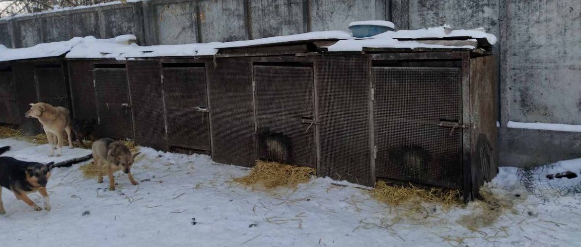 вольеры для бездомных собак
