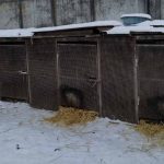 вольеры для бездомных собак