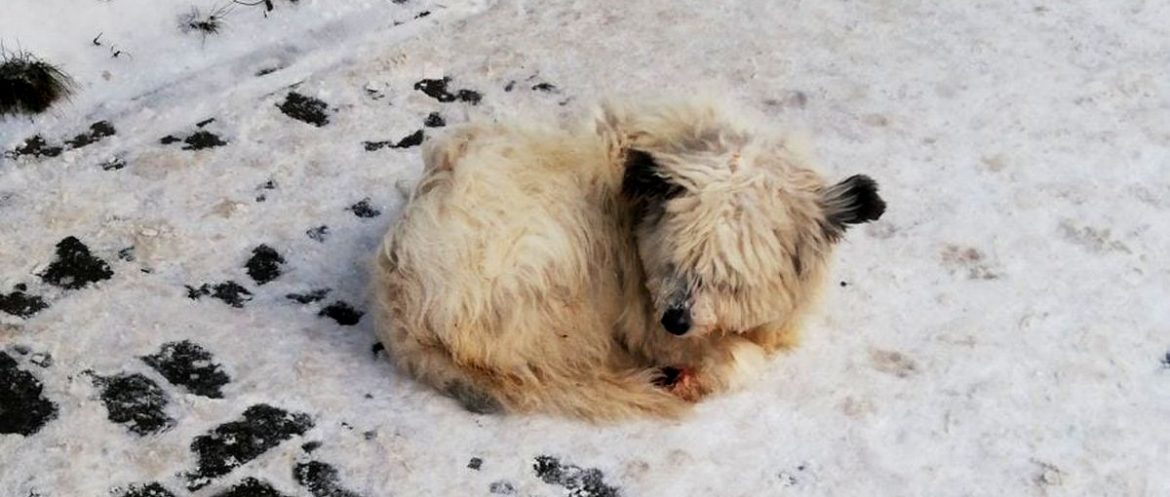 правила содержания домашних животных