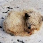 правила содержания домашних животных