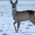 Дикая косуля промчалась по Пинску