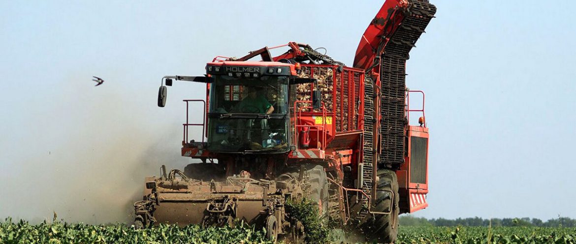 Самый «сладкий»: Пинский район в 2020 году стал лидером по урожайности сахарной свеклы