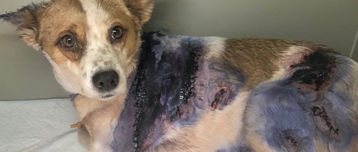 Судьба Стрелки: Случай в отлове шокировал пинчан