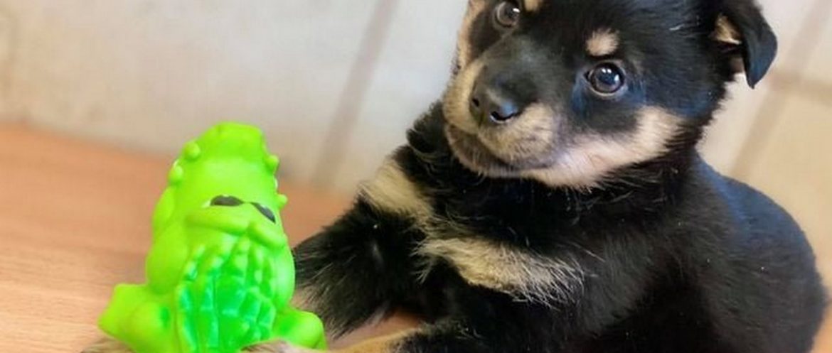 защита животных