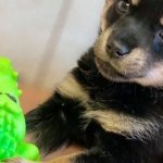 защита животных