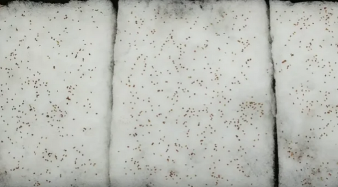 сеем землянику в снег