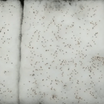 сеем землянику в снег