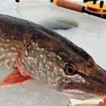 С первых дней весны запрет на ловлю щук