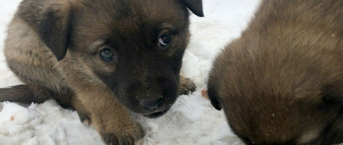 о гуманных условиях содержания животных