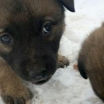 о гуманных условиях содержания животных