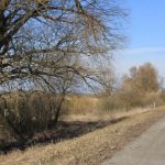 Пронумерованные деревья на подъезде к Пинску