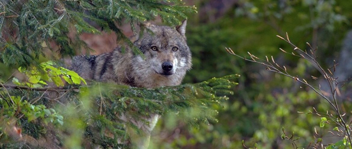 В Пинском районе волк напал на трех женщин, собаку и козу