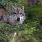 В Пинском районе волк напал на трех женщин, собаку и козу