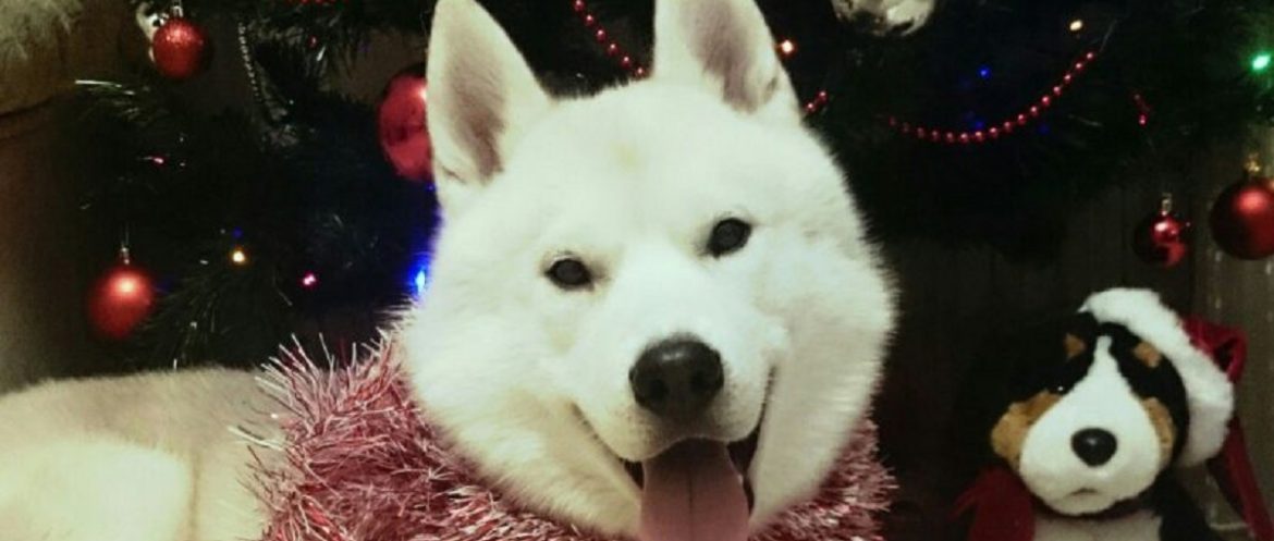 хаски Нолан