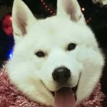 хаски Нолан