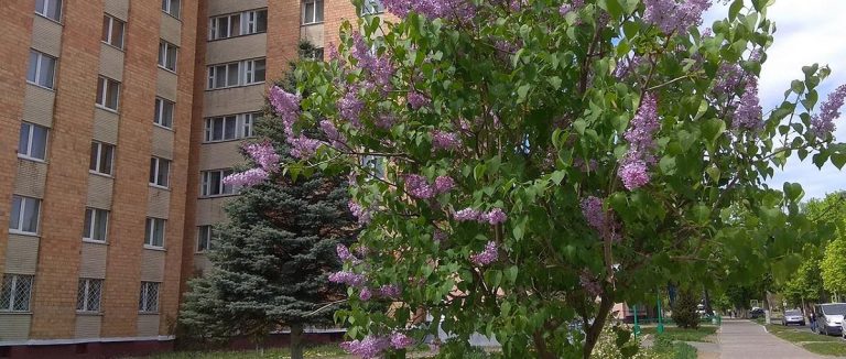 сирень