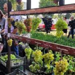 «Янтарный виноград» презентовали в Пинске (фото)