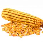 Рейтинг лучших компаний по продаже семян кукурузы оптом в Беларуси