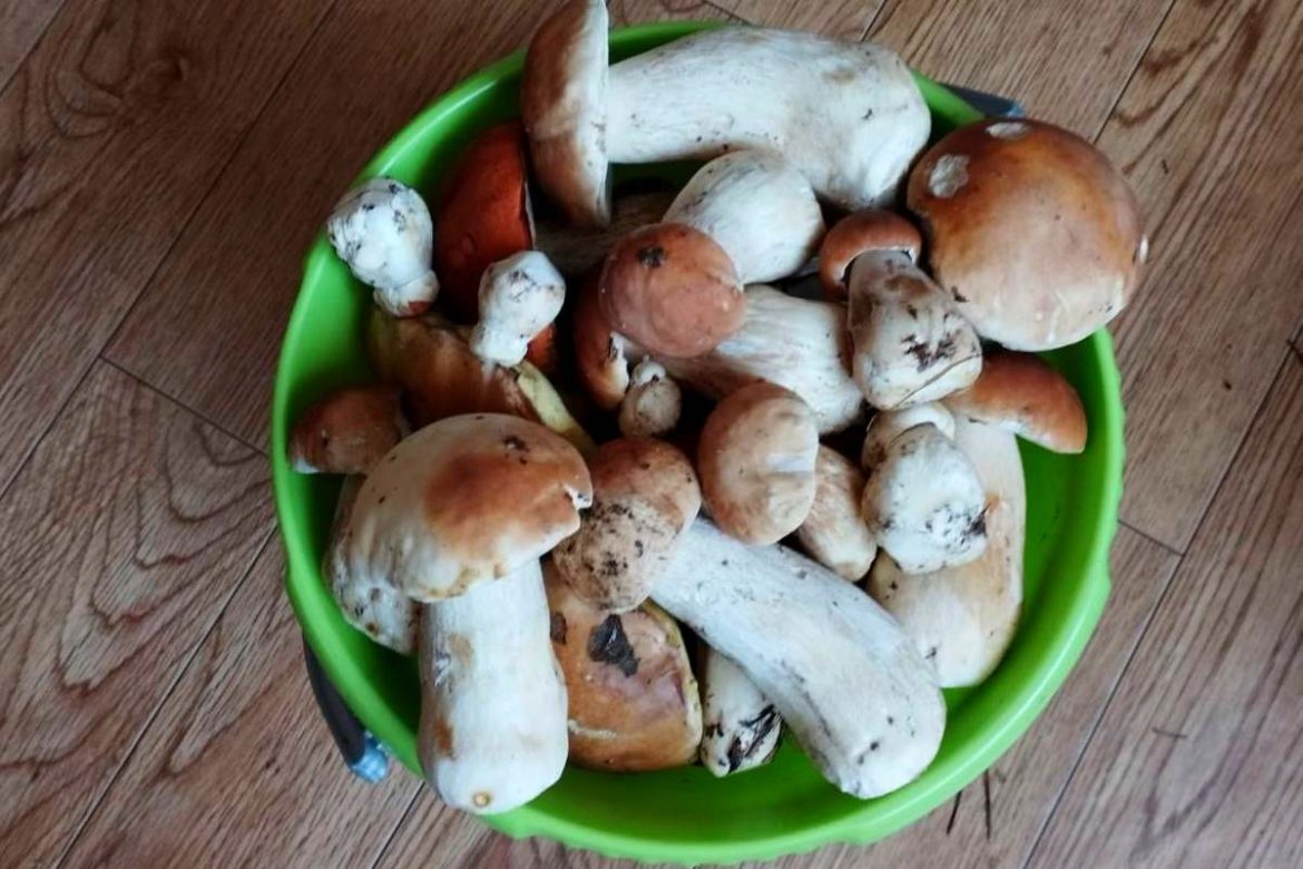 Где искать грибы