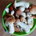 Где искать грибы в Брестской области? Где искать грибы