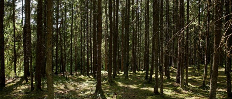 Женщина с телефоном заблудилась в лесу в Пинском районе