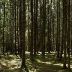 В лес в Пинском районе можно попасть без проблем В лес в Пинском районе можно попасть без проблем