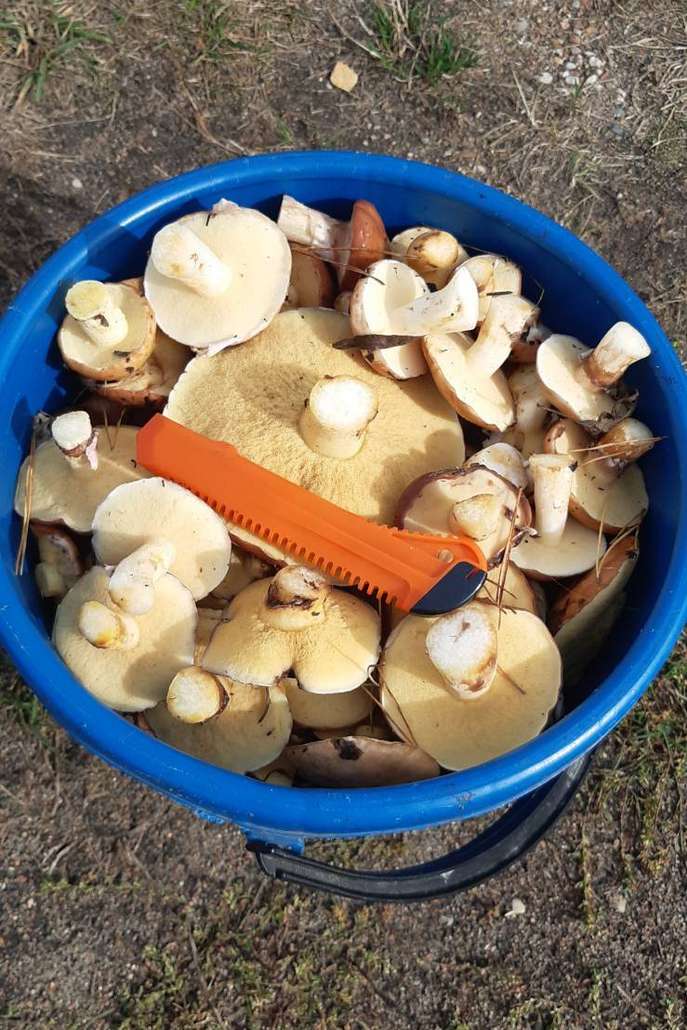 Олег набрал полное ведро маслят