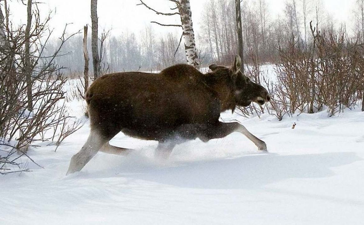 Бацьку і сына ў Брэсцкай вобласці будуць судзіць за забойства самкі лася
